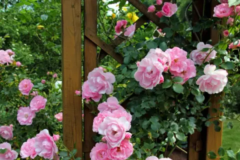 Magnifique plantation rosier grimpant aux fleurs roses épanouies sur une structure en bois.