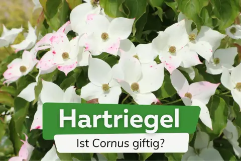 Weiße Blüten mit rosa Sprenkeln, umgeben von grünen Blättern. Ein Schild fragt: "Ist Cornus giftig?".
