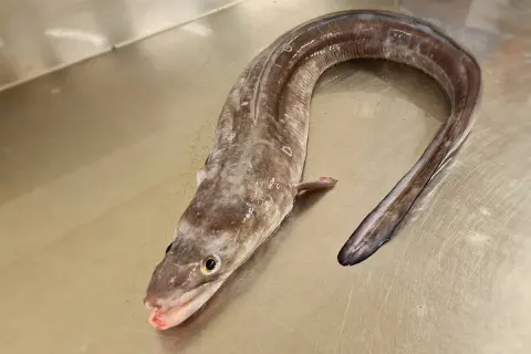 Un congre frais, prêt pour une délicieuse recette. Sa peau marbrée et sa forme serpentine invitent à la préparation d'un plat savoureux.