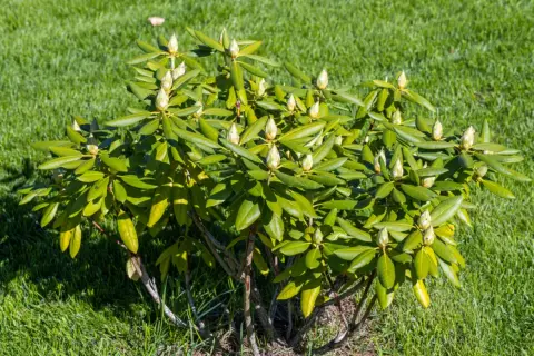 Rododendron z licznymi pąkami, zapowiadającymi wiosenne kwitnienie, na tle zielonej trawy.
