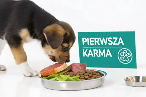 Mały piesek wącha miskę z karmą i mięsem. Tabliczka informuje: "Pierwsza karma".