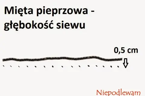 Mięta: Kiedy siać i sadzić? Przewodnik po terminach dla bujnych ziół