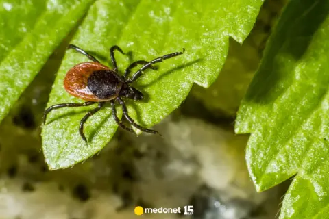 Kto jest odporny na kleszcze? Prawda o naturalnej ochronie