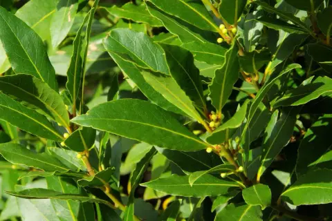 Hojas verdes y brillantes de laurel, con pequeños brotes. Interesante saber cuanto tarda en crecer un laurel para tener esta frondosidad.