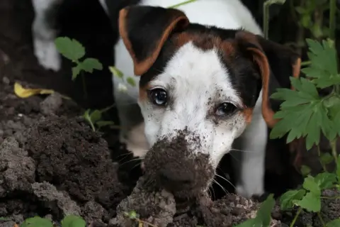 Ein Hund mit schmutziger Schnauze gräbt im Garten. Vielleicht sucht er nach einem Schatz oder fragt sich, warum buddeln Hunde überhaupt.