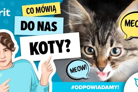 Jak robi kotek? Odkryj tajemnice dźwięków i ich znaczenie