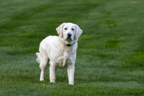 Jak długo żyją golden retrievery i co wpływa na ich zdrowie?