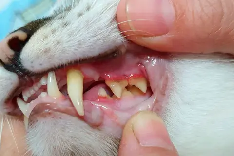 ¿Por qué a mi gato se le cae la baba? Causas y soluciones efectivas
