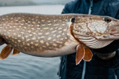 Ein Angler hält einen großen Hecht, der im kalten Wasser des Sees gefangen wurde. Hechte stehen im Winter oft in tieferen Bereichen.
