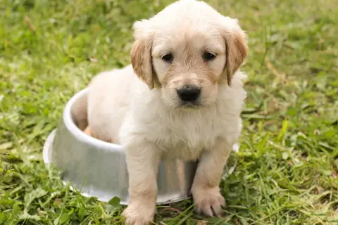 Un adorable chiot golden retriever, prêt à adopter, est assis dans une gamelle sur l'herbe.