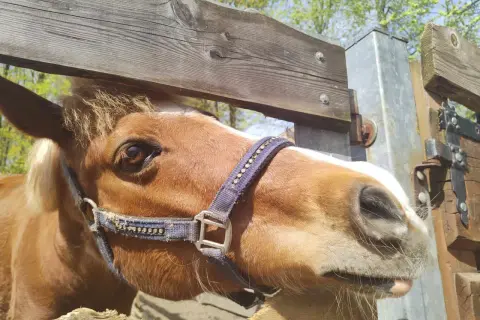 Brązowy koń z białą łatką na pysku w mini zoo Żywiec, z zaciekawieniem spogląda na przechodzących ludzi.