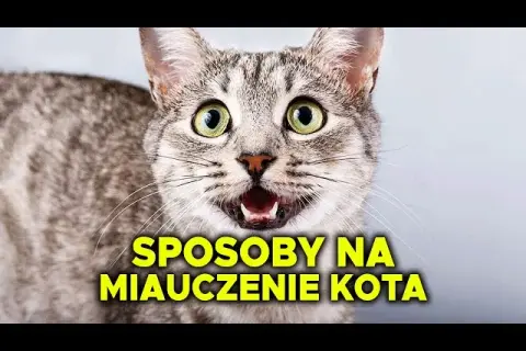 Dlaczego kotka ciągle miauczy? Odkryj przyczyny i rozwiązania