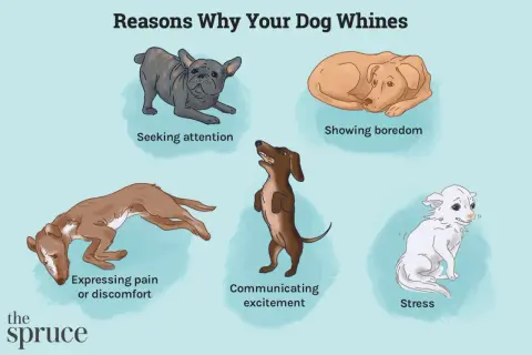 Illustration shows five dogs expressing different emotions. A dog crying from pain or discomfort is depicted.