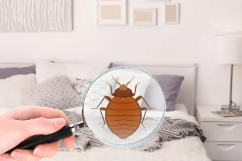 4 sygnały, że masz w domu pluskwy: pluskwa pod lupą na tle łóżka.