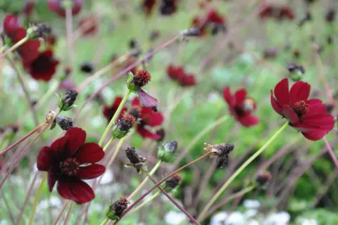 Mörkröda chokladblomma perenn blommar i en trädgård, med några blommor som börjar vissna.