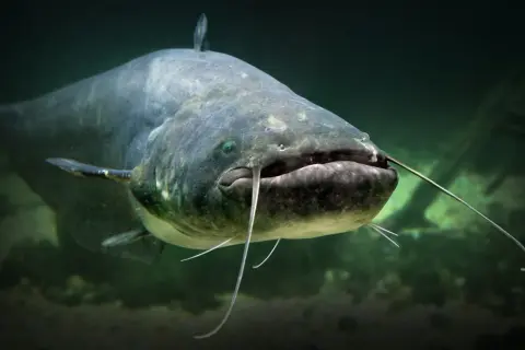 Großer Wels mit Barteln im dunklen Wasser. Die Laichzeit der Welse ist im Frühsommer.