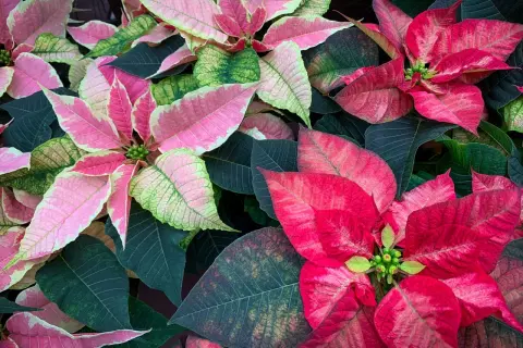 Un tripudio di colori quando fiorisce la stella di Natale: foglie rosa, rosse e verdi si intrecciano in un abbraccio festivo.