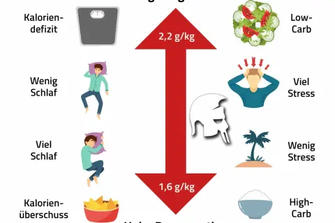 Muskelaufbau: Ihr Fahrplan für Training, Ernährung & Erfolg