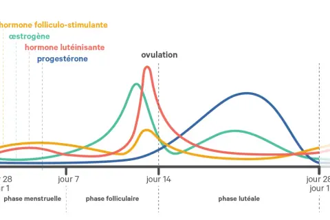 Graphique des hormones du cycle menstruel, montrant les variations de l'œstrogène, de la progestérone et d'autres hormones durant la phase lutéale.