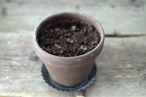 Små plantor i en terrakotta kruka, i början av sin vegetativa tillväxt.