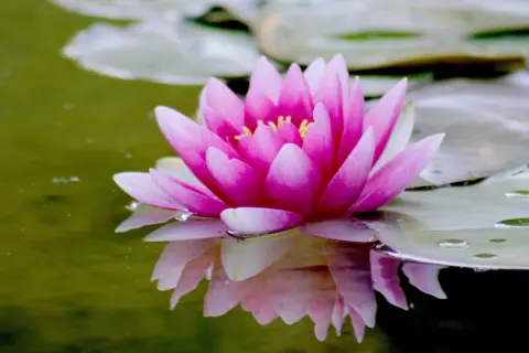 Fleur de nénuphar rose éclatante, ses pétales délicats se reflétant dans l'eau verte. Le rhizome nénuphar, caché sous la surface, nourrit cette beauté aquatique.