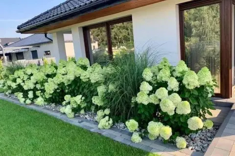 Idealne stanowisko dla hortensji ogrodowej: Półcień, gleba i ochrona