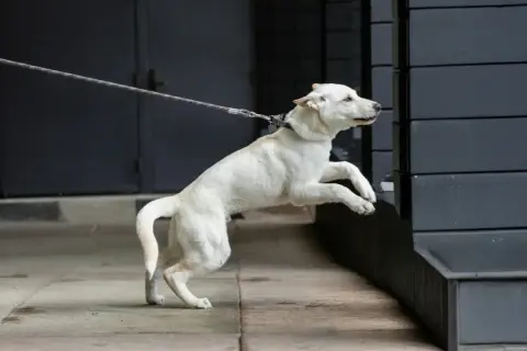 Ein weißer Hund zieht neugierig an der Leine und springt auf eine Mauer.
