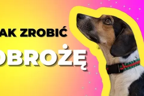 Jak zrobić plecioną obrożę dla psa - krok po kroku z materiałami