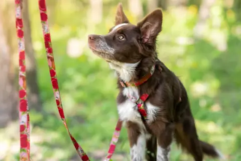 Obroża czy szelki dla border collie – co wybrać dla swojego psa?
