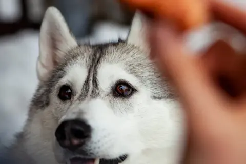 Siberian husky patrzy z nadzieją na przysmak. Czas na trening, od kiedy można zostawiać szczeniaka samego?