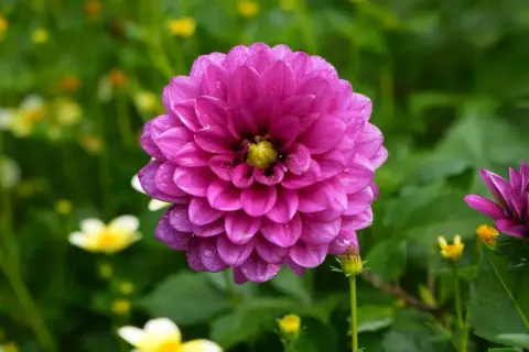 Gros plan sur un dahlia rose vif, ses pétales délicats couverts de gouttes de rosée. Une belle fleur en exposition, entourée de verdure et de touches de jaune.