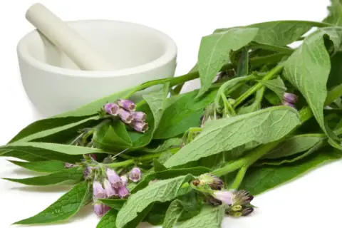 Frische Beinwell-Pflanzen mit lila Blüten und ein Mörser deuten auf die heilende Beinwell Wirkung hin.