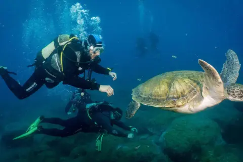 Buceo en la playa de los Muertos, donde buzos observan una tortuga marina nadando en aguas cristalinas.