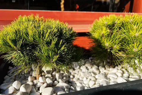 Dwa miniaturowe iglaki w donicy, ozdobione białymi kamykami, tworzą zieloną oazę na balkonie.