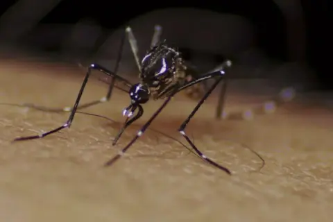 Zbliżenie na komara samicę, która wbija swój aparat gębowy w skórę.
