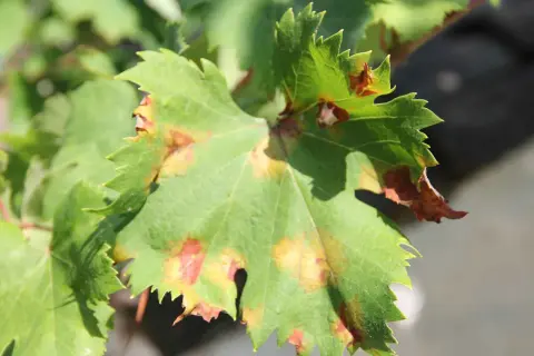 Grünes Weinblatt mit braunen Flecken, Anzeichen von falschem Mehltau.