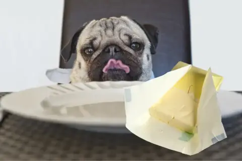 Mops z wyciągniętym językiem patrzy na kostkę masła. Czy pies może jeść masło? To pytanie zadaje sobie wielu właścicieli czworonogów.