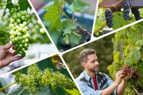 Kolaż ukazuje różne etapy uprawy winogron: od młodych pędów i kwiatostanów, przez zielone i ciemne grona, po mężczyznę zbierającego dojrzałe winogrona.