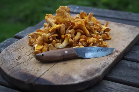 En hög med kantareller på en träskärbräda med en kniv. Dags att ta hand om kantareller för en god måltid.