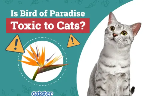 A cat looks up at a graphic asking "Is Bird of Paradise Toxic to Cats?" with an image of the flower and warning signs.