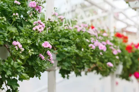Różowe pelargonie kaskadowe kwitną obficie, tworząc zielono-kwiatową kaskadę.