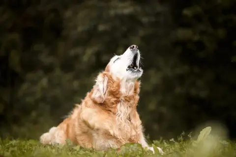 Goldener Retriever heult in der Natur. Vielleicht fragt er sich, warum heulen Hunde, oder er ruft nach seinem Rudel.