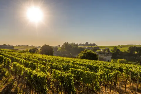 Sonnenbeschienene Weinberge in Bordeaux, ideal für eine exzellente bordeaux cuvée.