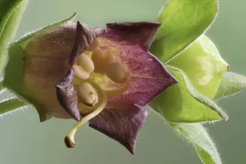 Belladonna w homeopatii: skutki uboczne i zastosowanie, które musisz znać