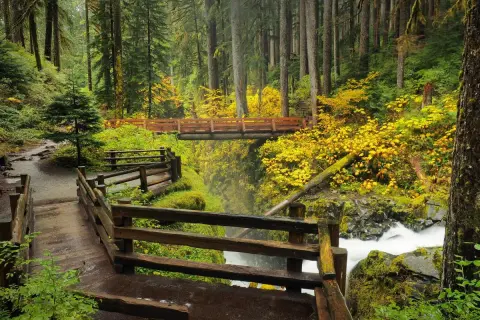 Sentier boisé avec des ponts en bois et une cascade dans le **Olympic National Park**. Les feuilles d'automne jaunes illuminent la forêt.