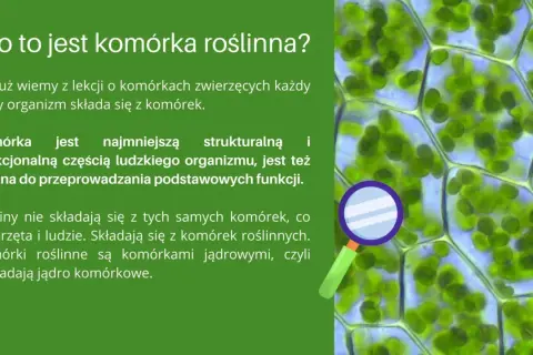 Jak wygląda komórka roślinna? Odkryj jej niezwykłą budowę i funkcje