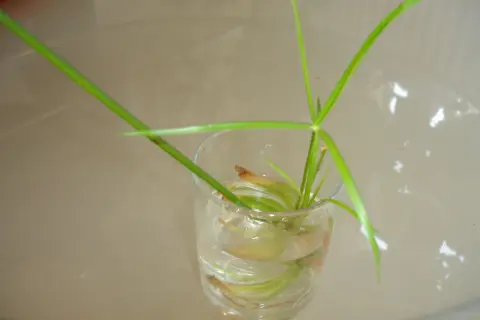 Une bouture de papyrus, avec ses longues tiges vertes, est en train de prendre racine dans un verre d'eau.