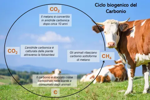 Ciclo del carbonio: le mucche rilasciano metano (CH4), contribuendo alle emissioni CO2 degli allevamenti. Le piante assorbono CO2.