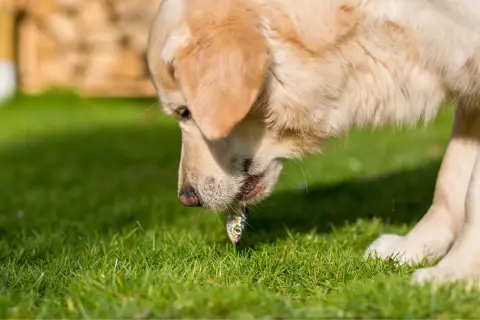 Un perro dorado prueba un pequeño pez. Los perros pueden comer merluza, y este parece disfrutarlo.
