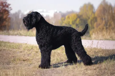 Un maestoso terrier russo nero, con il pelo folto e riccio, posa fiero in un prato autunnale.
